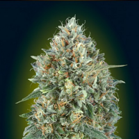 Auto Gelato #33 - Feminized - Advanced Seeds