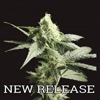 Devil’s Harvest Seeds Golden Haze Feminized
