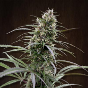 Congo - Feminised - Ace Seeds