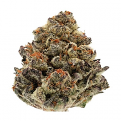 Bruce Banner III Auto - Feminized - Growers Choice