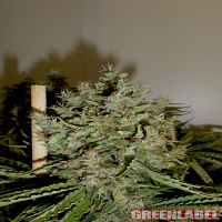 Green Label Seeds Big Jack Feminised