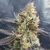 Candyland - Feminized - 2023 Cannabis Seed Collection