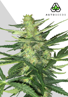 Auto Seeds Polar Express Auto Feminised