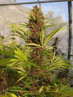 Malawi x PCK - Feminized - Ace Seeds