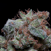 Don Cherrypie - Feminized - Don Avalanche Seeds