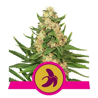 Fat Banana – Feminized – Royal Queen Seeds