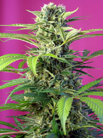 Sweet Seeds Chem Beyond Diesel® C.B.D. Feminized