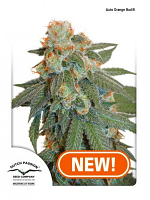 Auto Orange Bud® - Feminized - Dutch Passion