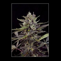 Bulk Seeds Auto Blueberry Feminized