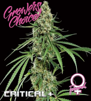 Critical+ - Feminized - Growers Choice
