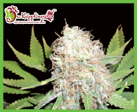 Dr Krippling Seeds Bud Bud Bling Tingz Feminized