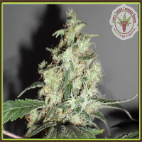 Dr Krippling Seeds Cheesy Mist Tree Feminized