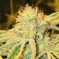 Dankhunters Seed Co Caked Candy Regular