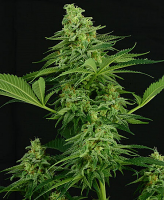 Critical Mass Collective Seeds Moonshine Mass Feminized