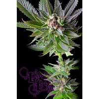 La Plata Labs White Voodoo Regular