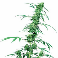 Fruity Juice – Regular – Sensi Seeds