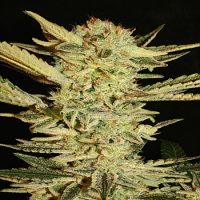 Super Strains Seeds Automatic Fini Feminized