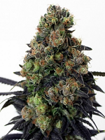 Ripper Seeds Acid Dough Feminized