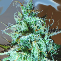 Medicann Seeds Black Afghani Kush Feminised