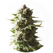 Mother Ape Shit Auto - Feminized - Yieldmonger Seeds