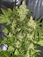 Seedism Seeds POG+ Feminized