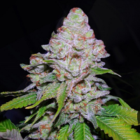 VIP Seeds White Berry Feminised