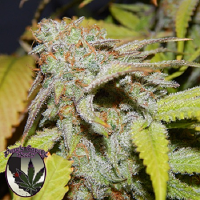 Purple Caper Seeds Cookie O.G. Regular