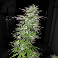 Bulk Seeds Snowbud Feminised
