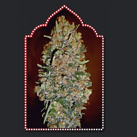 OO Seeds Automatik Collection #1 Feminised