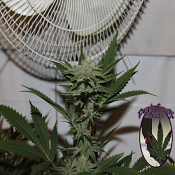 FEMINIZED LINE 4G - Feminized - Purple Caper Seeds