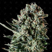 Genofarm Seeds Farm Cheese Feminized