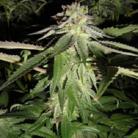 Cali Connection Seeds Corleone Kush Regular