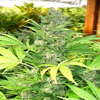 Seedism Seeds Exodus Feminized