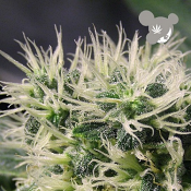 Copacabana (Landraces) - Feminized - Anesia Seeds