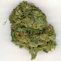 KC Brains Seeds Crystal Limit Regular