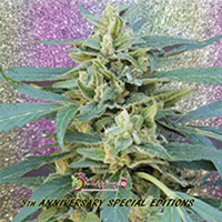 Dr Krippling Seeds Jammy Auto Feminized