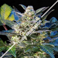 The Joint Doctor Seeds Diesel Ryder Auto Feminized