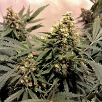 Pure Power Plant (PPP) – Feminized – Nirvana Seeds