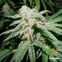 Flavour Chasers Seeds Grapefruit Tangie Feminized