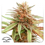 Durban Dew - Feminized - Dutch Passion Seeds