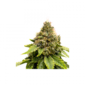 Karel’s Dank - Regular - Super Sativa Seed Club
