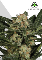 Auto Seeds Candy Kush Auto Feminized