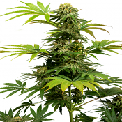 Black Harlequin - Feminized - Sensi Seeds