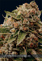 Vision Seeds Lamb’s Breath x AK-49 Feminized