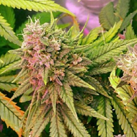 Bubblelicious – Feminized – Nirvana Seeds