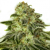 Glory O.G. - Feminized - Positronics