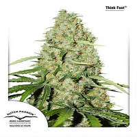 Dutch Passion Seeds Think Fast Feminized