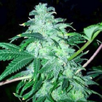 Cali Connection Seeds 22 Feminized