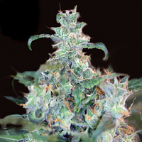 Kera Seeds Amsterdam Cheese Feminised