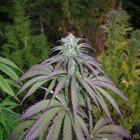 Next Generation Seeds Romulan x Timewarp Regular